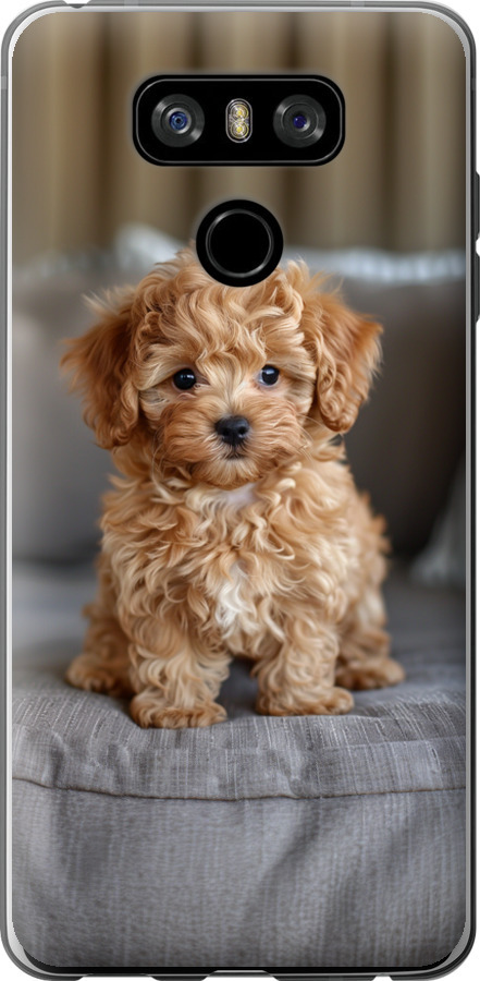 Mini-maltipoo