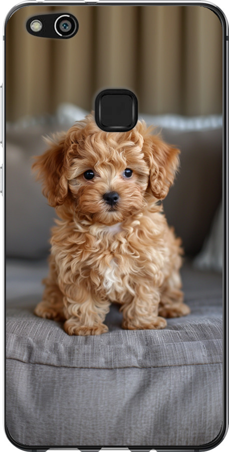 Mini-maltipoo