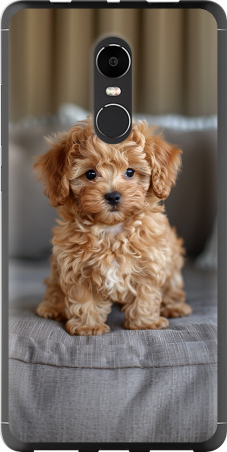 Mini-maltipoo