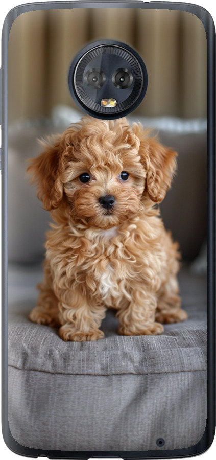 Mini-maltipoo