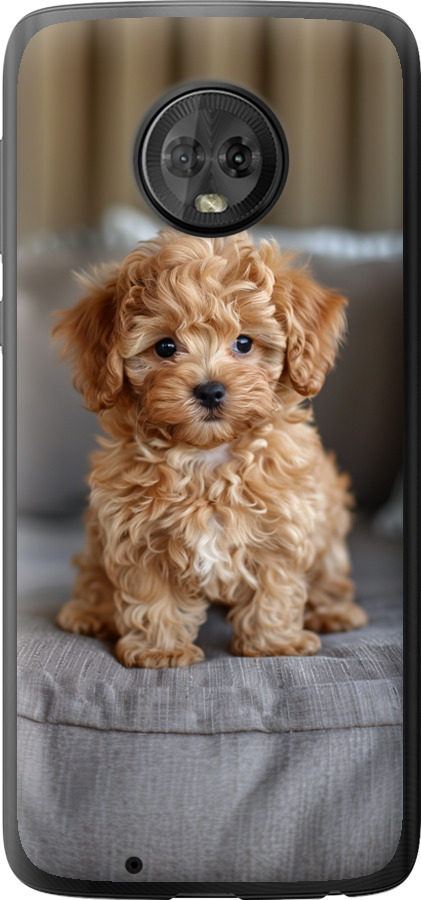 Mini-maltipoo