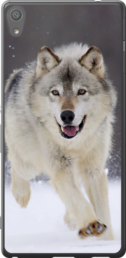 Вовк, що біжить