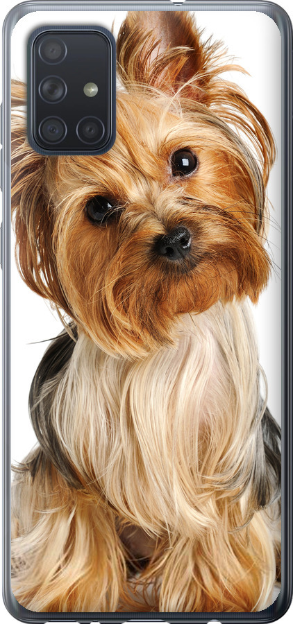 Йоркширський тер'єр із хвостиком