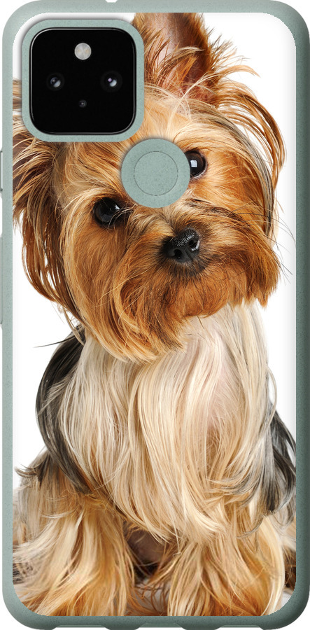 Йоркширський тер'єр із хвостиком