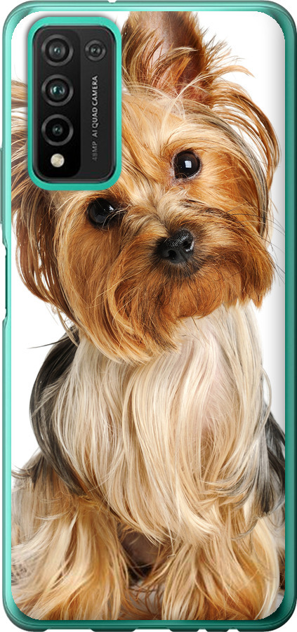 Йоркширський тер'єр із хвостиком